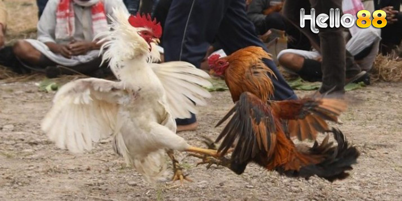 Chương Trình Khuyến Mãi và Thưởng